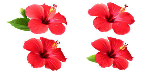 tropical red hibiscus flowers isolated on white background PNG , AI GENERATED