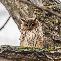 Long-eared owl (Asio otus), looking forward with wide opened eyes