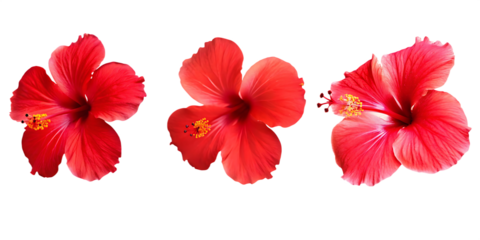 tropical red hibiscus flowers isolated on white background PNG , AI GENERATED