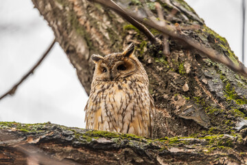 Long-eared owl (Asio otus), looking forward with wide opened eyes