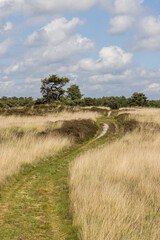 Nature landscape of heath land at Hijkerveld nature reserve near Hijken in Drenthe The Netherlands