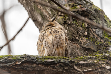 Long-eared owl (Asio otus), looking forward with wide opened eyes