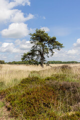 Nature landscape of heath land at Hijkerveld nature reserve near Hijken in Drenthe The Netherlands