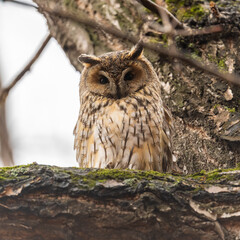 Long-eared owl (Asio otus), looking forward with wide opened eyes