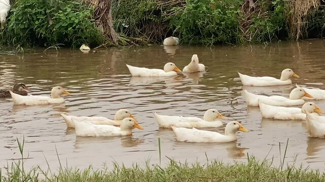 ducks resting in the pond at noon summer, swimming duck, resting duck, relaxing duck, bathing duck, soaking duck