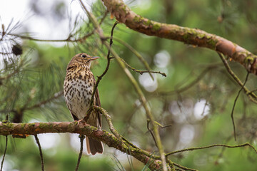 Song thrush (Turdus philomelos) sitting on a tree branch in a park