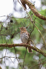 Song thrush (Turdus philomelos) sitting on a tree branch in a park