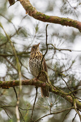 Song thrush (Turdus philomelos) sitting on a tree branch in a park