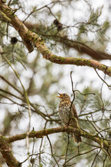 Song thrush (Turdus philomelos) sitting on a tree branch in a park
