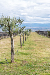 Viñedo en las Sierras de Córdoba, Argentina