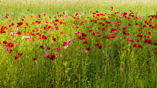 Agriculture field with fresh wheat with border of colorful wildflowers like red poppy and blue cornflowers. Concept example of nature inclusive farming