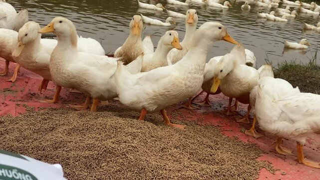 ducks eating, ducks eating ravenously, ducks eating bran, ducks eating happily, ducks relaxing, ducks raised for meat