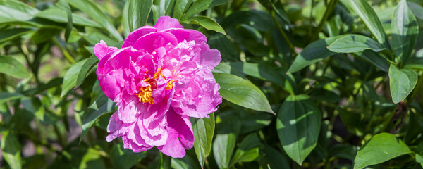 Obraz premium Close-up of pink peony flower in the sun at a flower field outdoor