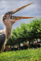 Marabou stork with beak wide open against a cloudy sky and green background, showing bald head and...