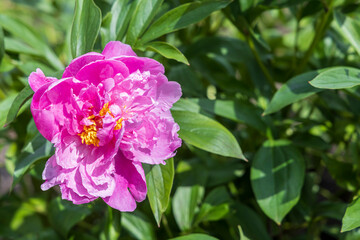 Close-up of pink peony flower in the sun at a flower field outdoor
