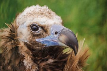 Close-up of a cinereous vulture head with sharp hooked beak, intense eye, and ruffled neck feathers...