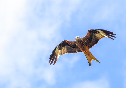 Milan royal en vol plan&eacute;