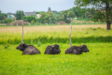 Three black water buffaloes resting on green grass in fenced rural pasture on a cloudy summer day