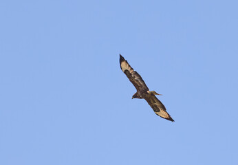 Buse variable en vol plané, rapace à l'affut