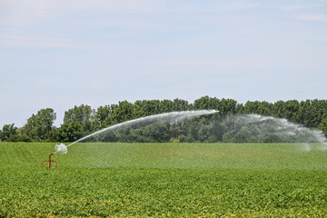 Naklejka premium champs agriculture secheresse tuyau arrosage eau
