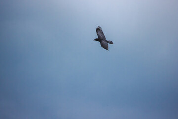 Black crow flying gracefully through the blue sky with wings outstretched
