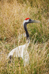 White-naped crane with red crown and black neck stands in tall dry grass, captured in profile in its natural habitat