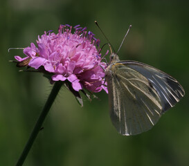 Piéride sur scabieuse, papillon butinant sur fleur