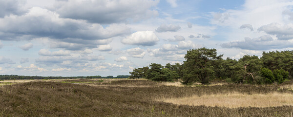 Landscape of nature reserve Hijkerveld with heathland, natural pond and path near Hijken en...