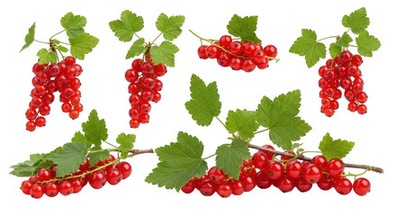 Fresh Red Currants on Branches with Green Leaves for Culinary and Decorative Use, isolated on a transparent background