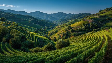 Green terraced rice fields flowing downside mountains in the rural areas of vietnam on a sunny day, showcasing agricultural landscape and farming practices