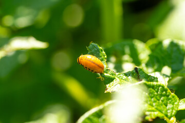 Bright orange Colorado potato beetle larva is actively feeding on the green leaves of a potato plant in a vibrant garden during a sunny day Surrounding foliage shows signs of damage