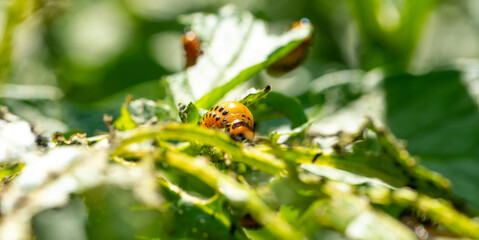 Bright orange Colorado potato beetle larva is actively feeding on the green leaves of a potato plant in a vibrant garden during a sunny day Surrounding foliage shows signs of damage