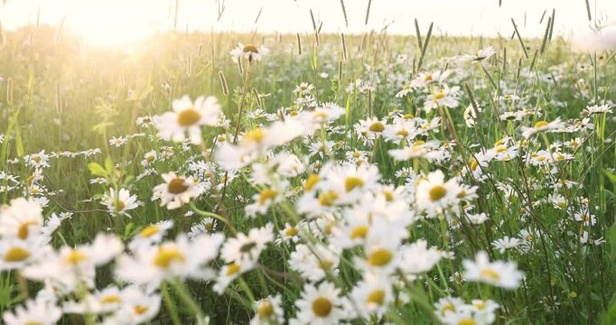 daisy flowers among green grass on a summer day in a field of daisies
