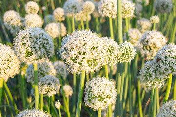 Onion blooms in the field. growing onion seeds.