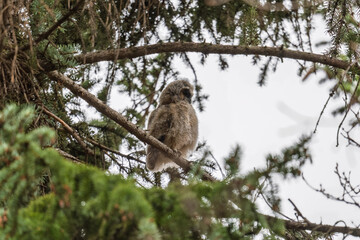 Long-eared owl owlet on a tree