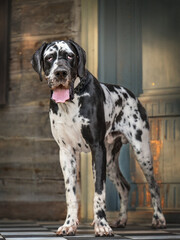 Great Dane Dog Standing on the porch