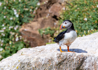 Puffin seabird standing on rock with a very cute pose showing its colorful orange beak, legs and feet. Bird "Fratercula arctica" of "Auk" family on Great Saltee Island, coastal Ireland