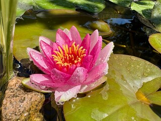 Pinke Seerose im Wasser mit Wassertropfen an den Blätter im Teich