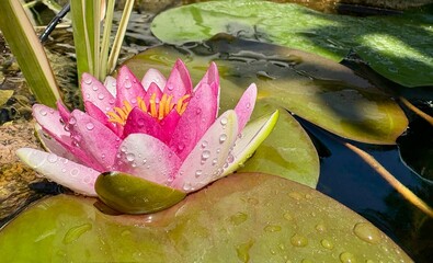 Pinke Seerose im Wasser mit Wassertropfen an den Blätter im Teich
