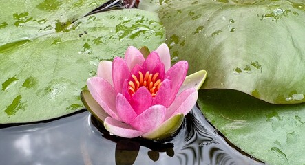 Pinke Seerose im Wasser mit grünen Blätter im Teich