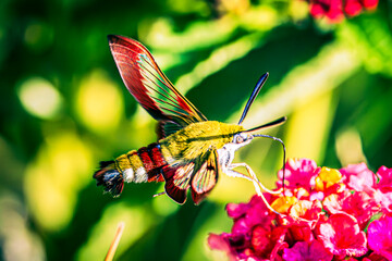 Sphingidae
