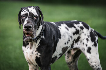 Great Dane Dog Portrait with Spotted Coat on Green Background