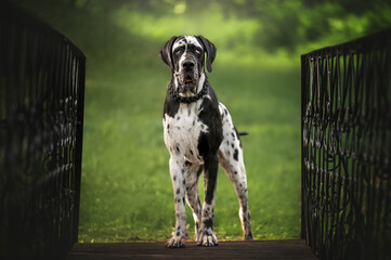 Great Dane Dog Standing on Wooden Bridge in Park
