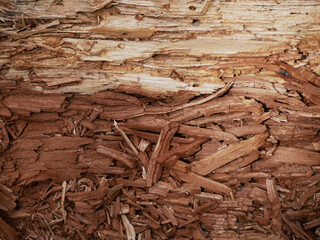 dry rotten wood of a tree trunk in reddish colors almost eaten by insects