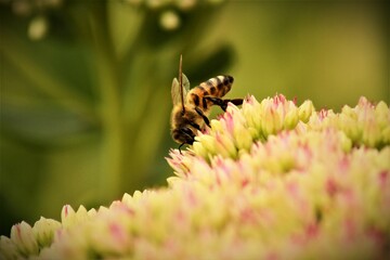 honeybee is pollinating a plant