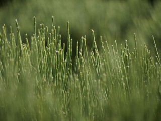 fresh green leaves of a genista bush with selective focus