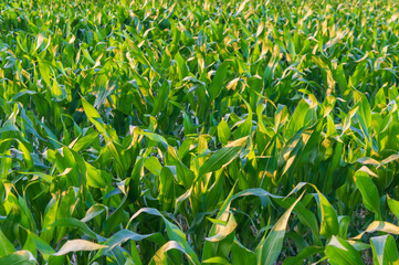 green corn field