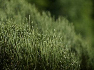 fresh green leaves of a genista bush with selective focus