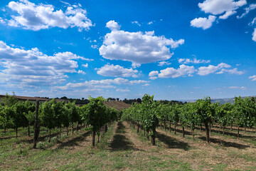 Wide-angle view of green grapevine rows under a clear blue summer sky in the Italian countryside....