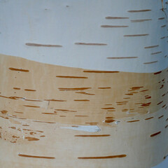 birch bark in with different layers and brown and white colors from partly peeling from the trunk
